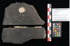 Foto (Objekt + Etikett) von Culmites sp.  (NHMW-GEO-2024-0188-10594)
